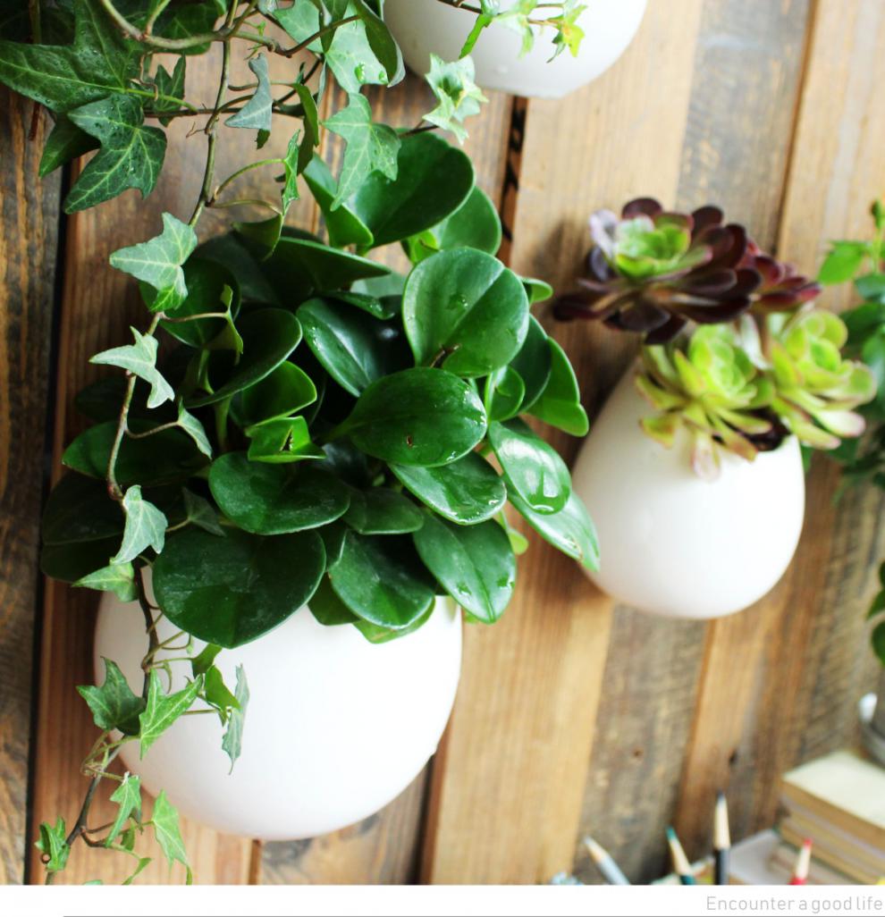 挂式花盆挂壁铜钱草绿萝垂吊植物水培器皿创意陶瓷挂墙多肉花盆墙上