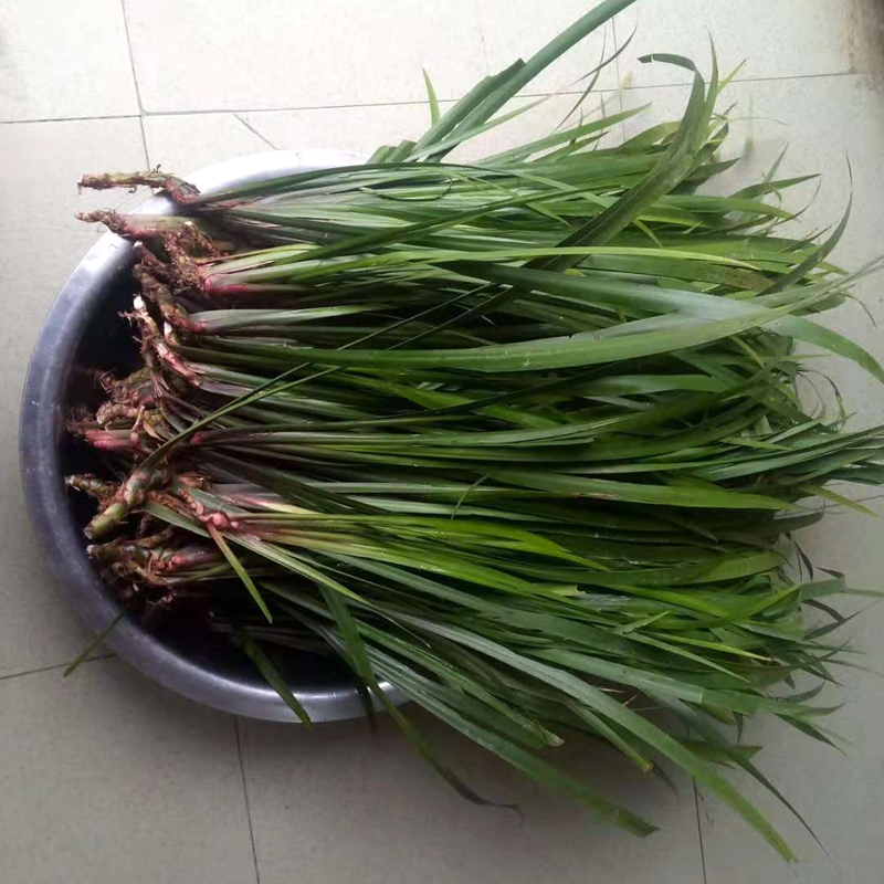 千惠美山奈苗贵州黔东南特产五香草三奈山赖盆栽