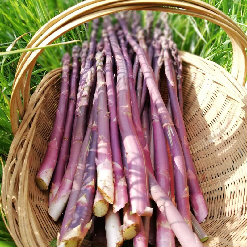 绿芦笋苗根种孑籽美国紫芦笋阳台盆栽四季水果蔬菜种子多年生进口芦笋