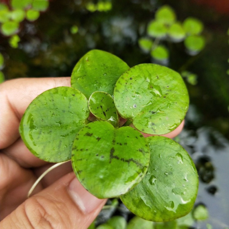 店铺推荐浮萍水草一叶莲水葫芦养龟鱼缸水芙蓉水面漂浮水生植物净化