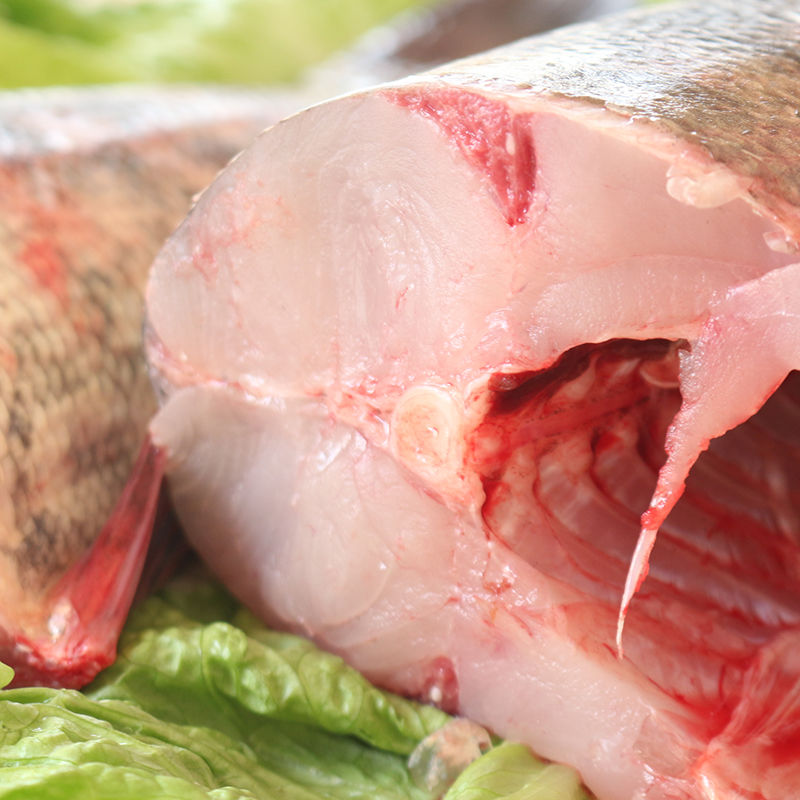 胖头鱼冬捕鱼淡水湖胖头鱼花鲢鱼5-20斤整条天赋予