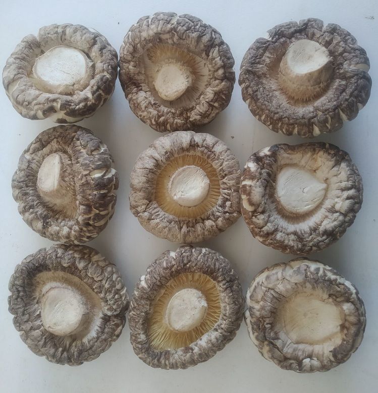 花菇干货500g肉厚香菇特级大花茹冬菇小蘑菇农香茹100g 精花菇3-4cm