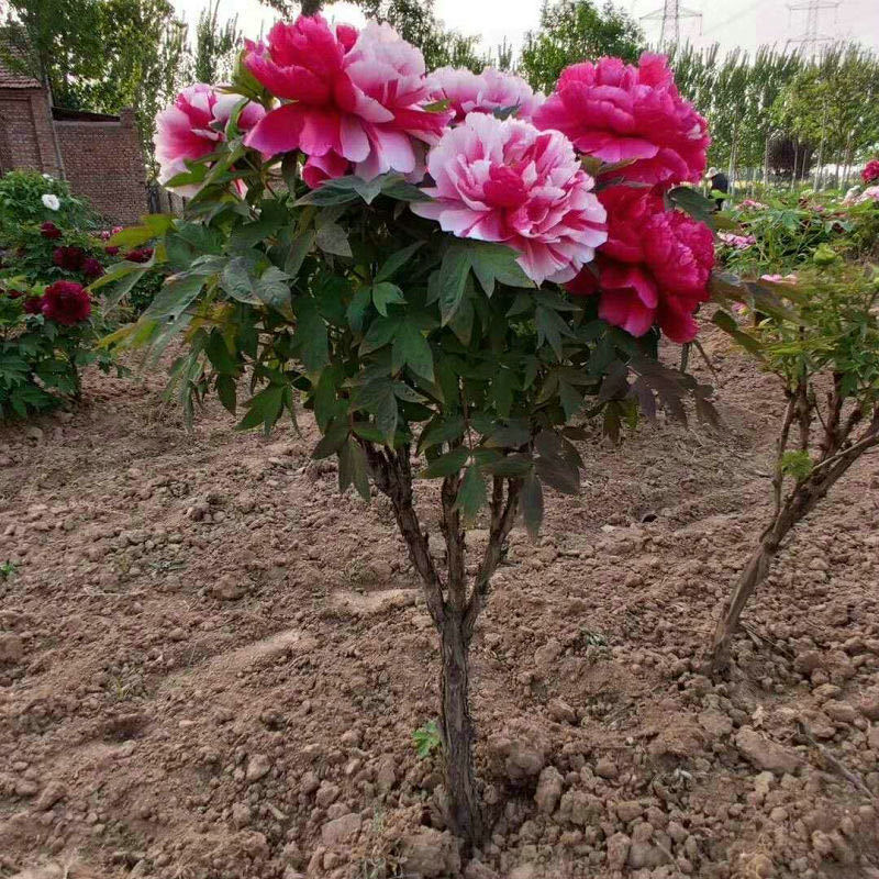 洛阳牡丹花苗菏泽牡丹盆栽庭院阳台绿植牡丹花耐寒好养活 五花龙玉 5