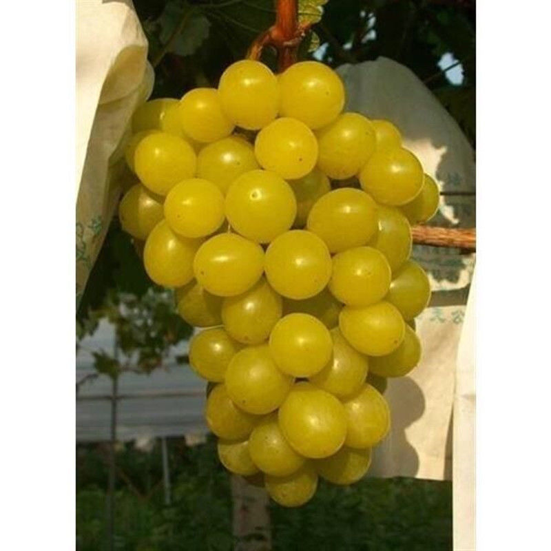 新品种甜小蜜蜂葡萄苗南方北方盆栽爬藤果树苗四季种植葡萄树苗 8年
