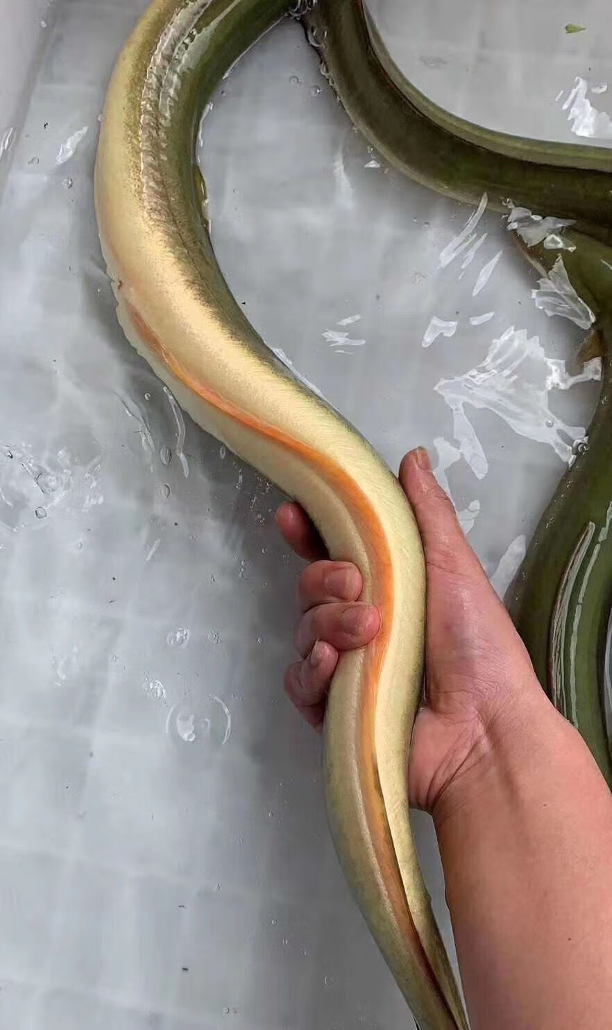 lism黄鳗鱼河鳗鱼鲜活河鳗鱼黄鳗鱼一斤到2斤以上1斤条