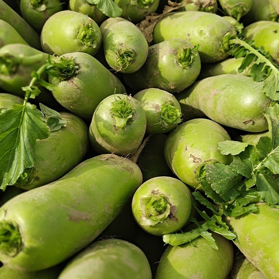 新鲜农家自种青萝卜批发新鲜蔬菜白萝卜绿萝卜青头萝卜10斤