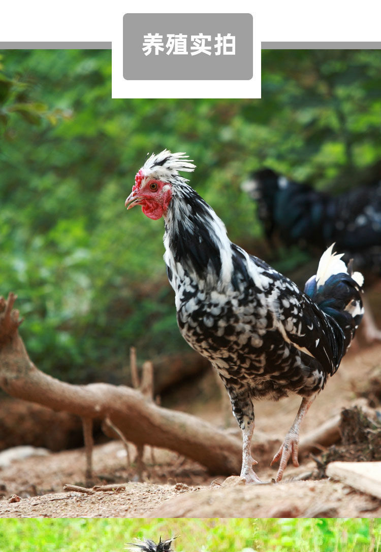 半斤小鸡贵妃鸡贵妇鸡脱温苗半大苗活体鸡苗观赏鸡土鸡崽活鸡46两只送