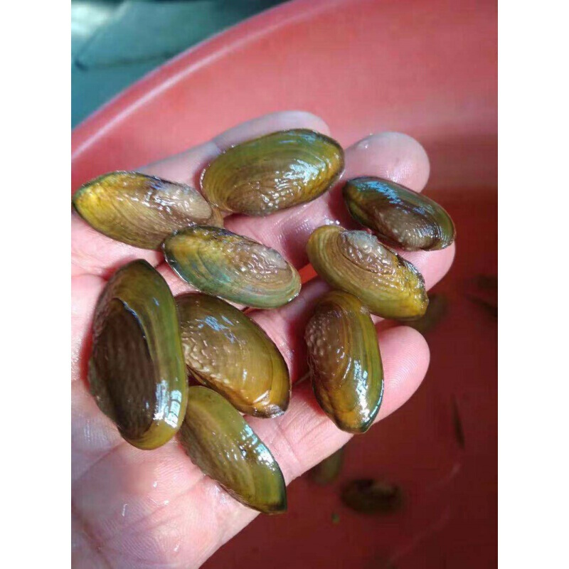 【京东推荐】迷你小河蚌苗活体淡水冷水观赏原生小型水族宠物旁皮鱼