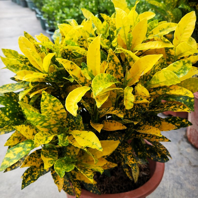 黄金万两盆栽净化空气观叶绿变色木彩叶木植物吸甲醛洒金榕黄金树大盆