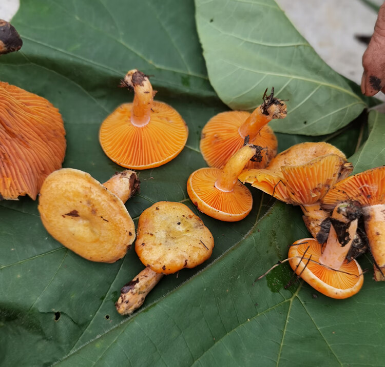 新鲜奶浆菌贵州深山野生生蘑菇森林新鲜现摘食用小菌子顺丰发货 现
