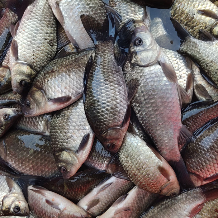 鲫鱼活鱼现杀现发汤 鲫鱼2斤装(一斤3-5条))