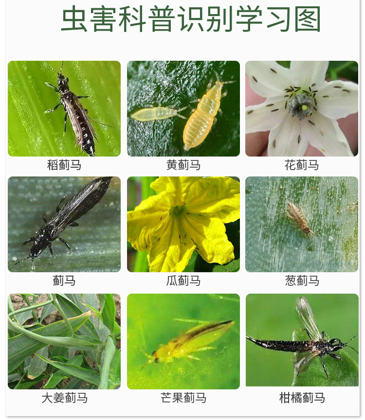 蓟马蚜虫药杀虫药高抗性蓟马专用杀虫剂杀虫杀卵100ml30ml 0g 图片价格品牌报价 京东