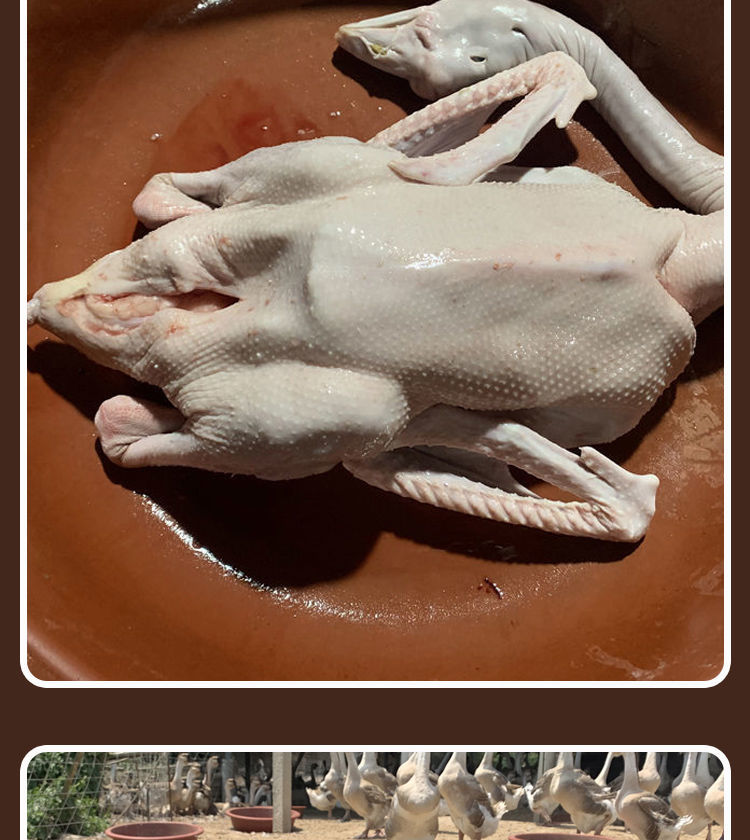 新鲜潮汕狮头鹅整只顺丰空运农家大鹅种狮头鹅 广东省内顺丰空运 内脏