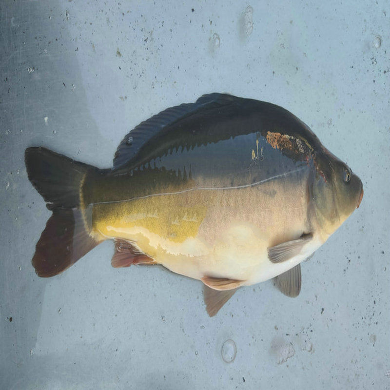 lism正宗东北三道鳞鱼黑龙江三道鳞无鳞鱼淡水鱼鲜活速冻二斤多重三道