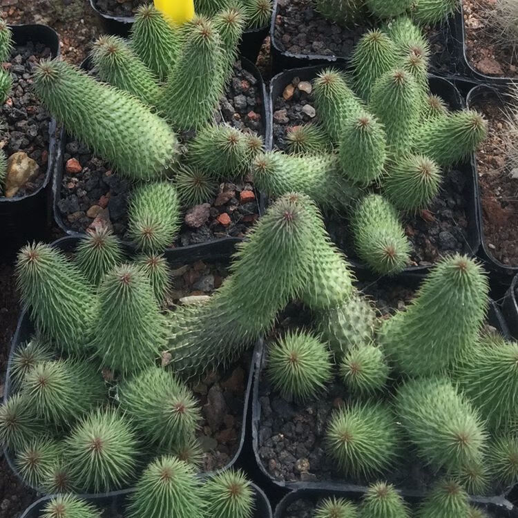 多肉植物阿修罗仙人掌稀有群生多头萝藦科植物阿修罗群生46cm裸根不