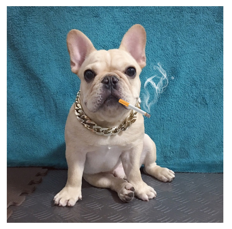 泰迪巴哥法斗狗狗金链子中小型犬项圈宠物金项链饰品配饰挂件用品