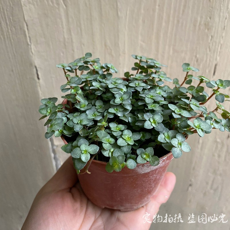 bb草盆栽灰绿冷水花观叶小盆栽雨林缸小植物耐阴喜湿bb草小盆盆径8cm