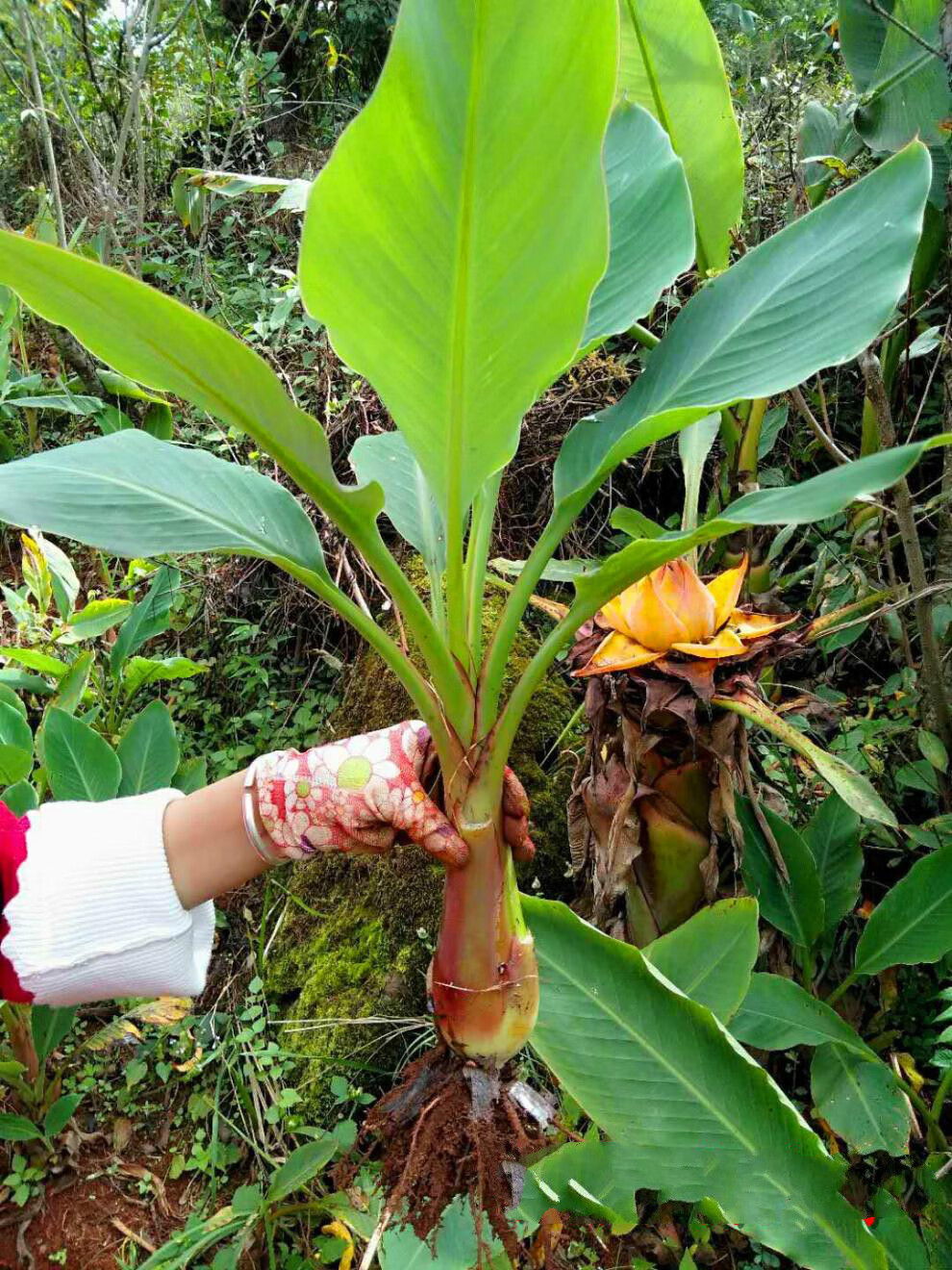 地涌金莲盆栽 地涌金莲 千瓣莲花 大型带花苞植株 花苗花卉 不倒金刚