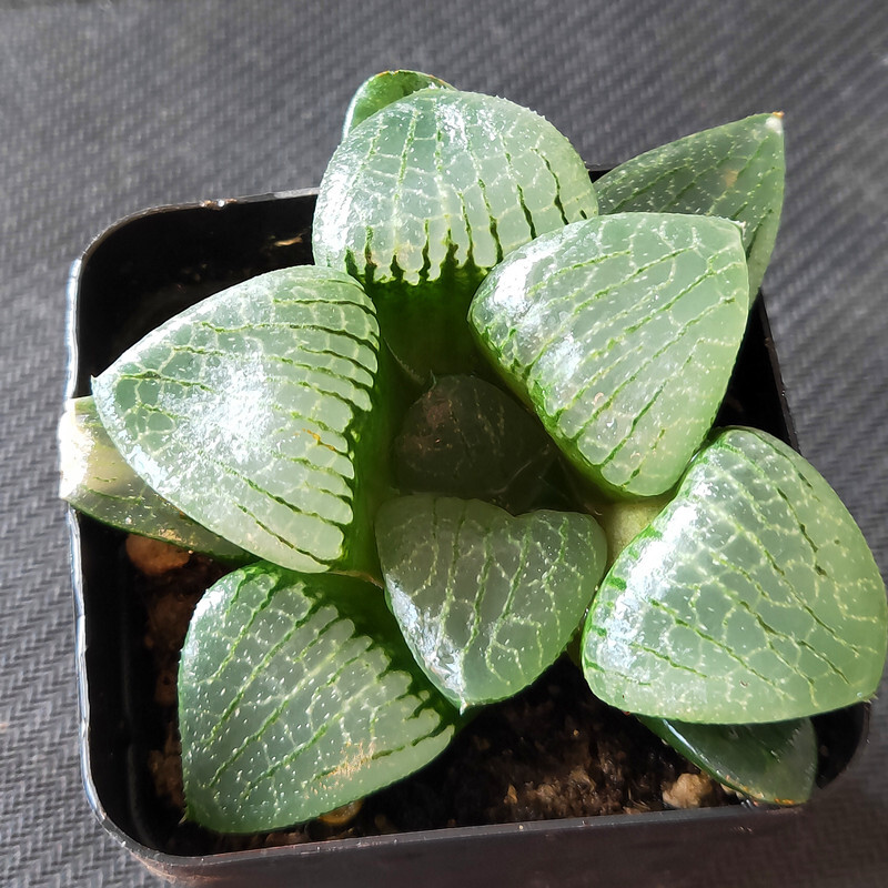 花友玉露姬寿多肉大窗冰灯玉露水晶寿室内盆栽水晶寿46cm裸根不带土