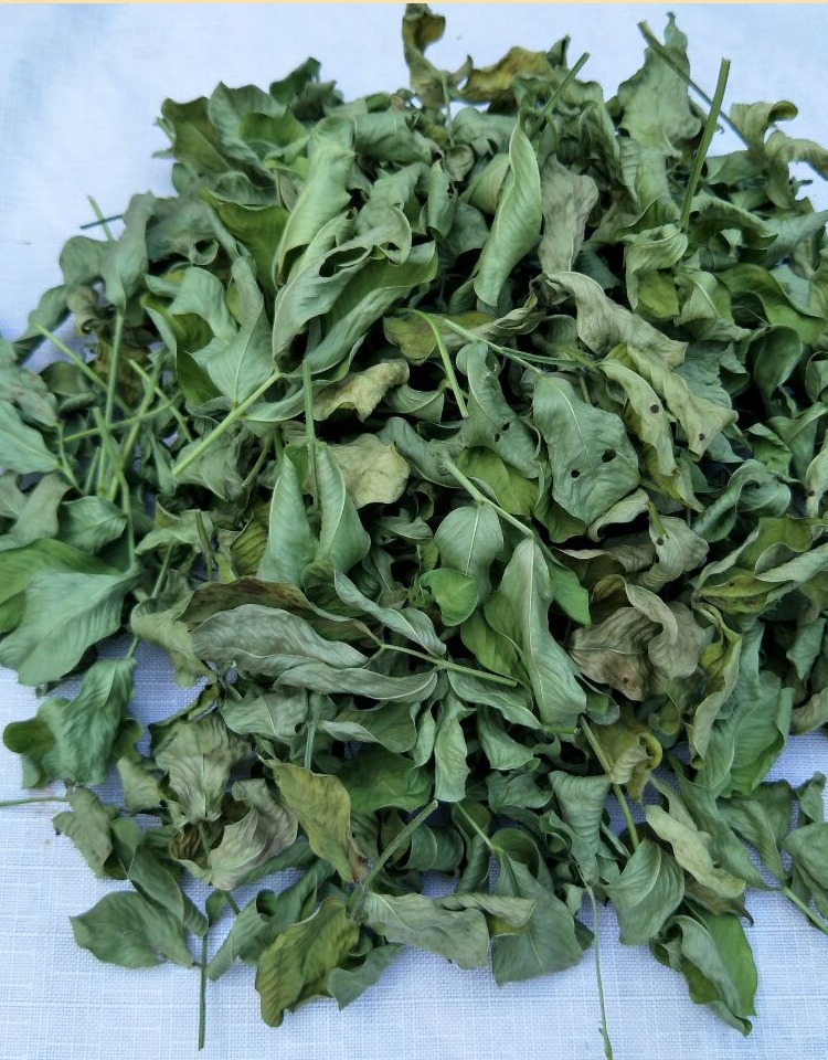 2020新货新鲜晒干花生叶茶中药材500g无农药干花生叶【图片 价格 品牌