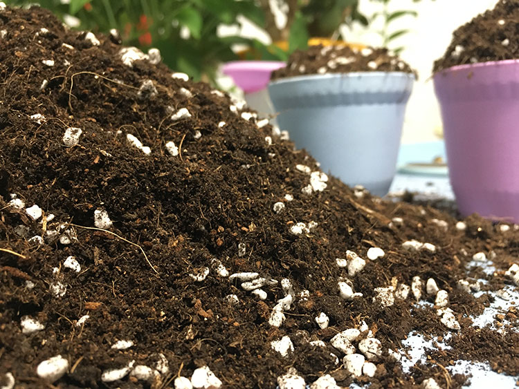 长寿花专用土花卉盆栽土种植土家用松软营养土通用型多肉肉土 专用