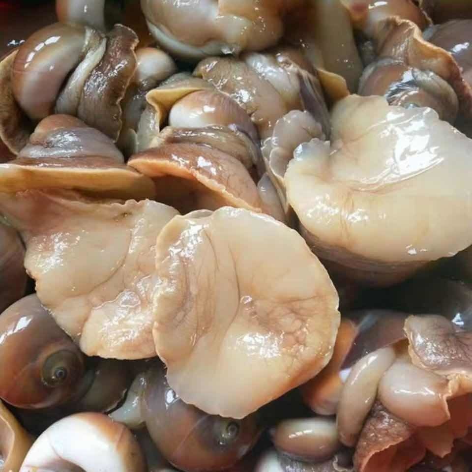 老扣 新鲜海捕鲜活猫眼螺沙螺海螺香螺花螺肉螺无沙无水冷链 3斤送1斤