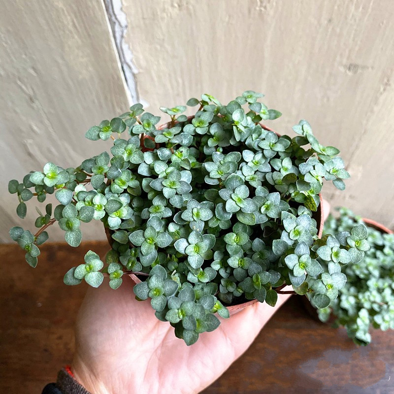 bb草盆栽灰绿冷水花观叶小盆栽雨林缸小植物耐阴喜湿bb草小盆盆径8cm