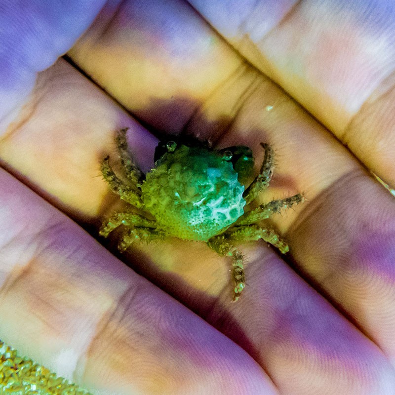 寄居蟹活体活物草莓灰白短腕寄居蟹淡水家养水族馆观赏蟹活物懒人宠物