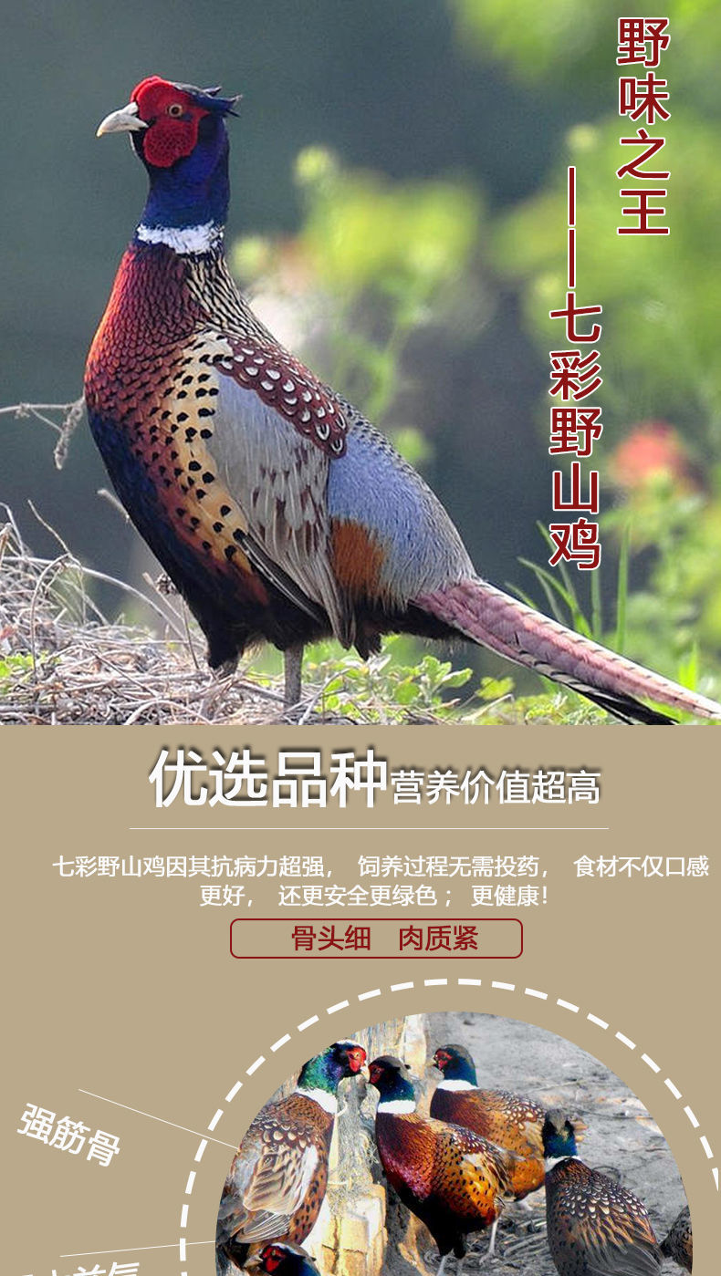 七彩山鸡农家谷物散养土鸡活体现杀鲜冻发货老母鸡公鸡月子鸡愚港家禽