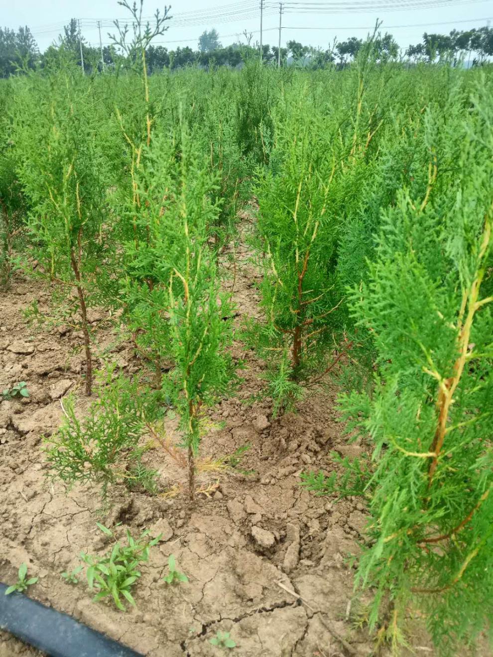 柏树苗松柏塔柏宝塔松侧柏树苗扁柏圆柏松树龙柏苗绿柏树青侧柏3040