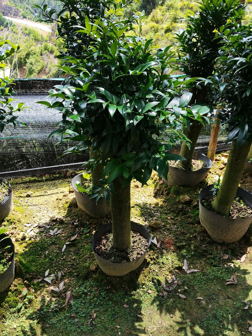 园艺竹柏大树苗平安树长寿竹盆栽竹柏老桩盆景竹柏树观叶植物 原生