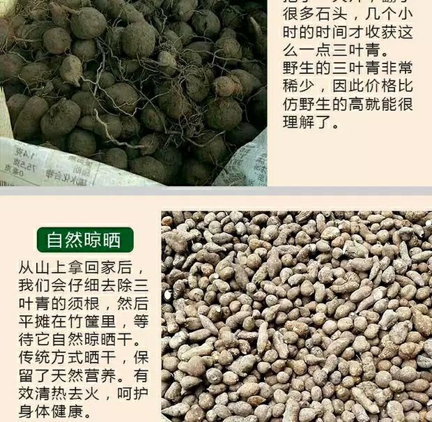 浙江三叶青中药材金线吊葫芦丝线吊金钟清热祛火小儿高烧不退新鲜250