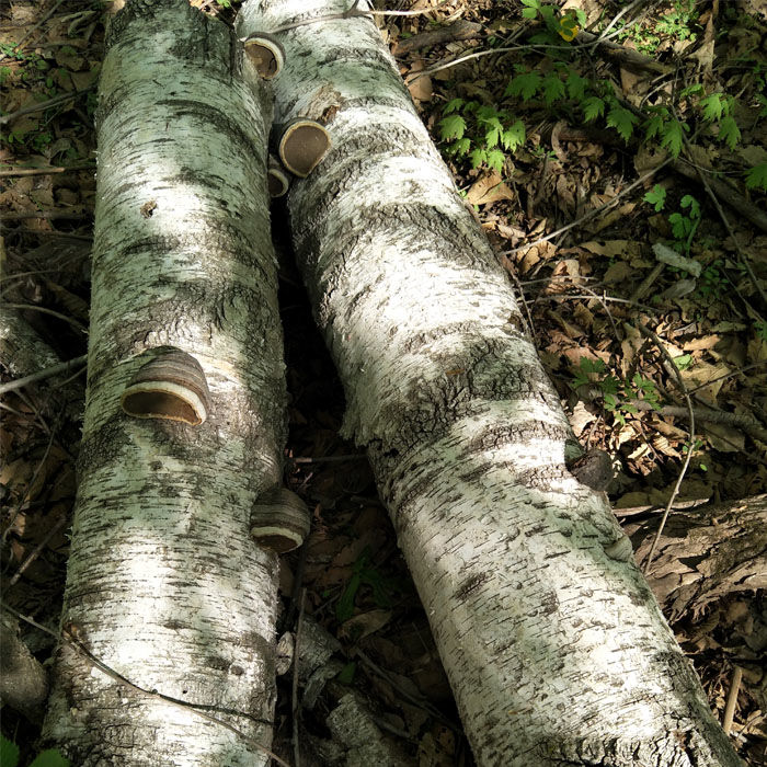 灵芝木蹄灵芝天然深山野灵芝正宗木蹄层孔菌野生木蹄灵芝250克