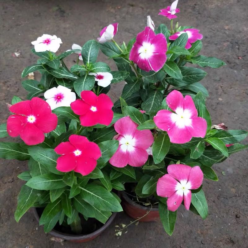 长春花盆栽日日春盆栽五叶梅阳台庭院天天开花卉四季开花带花发货 初