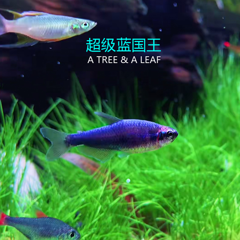 族萃灯科鱼合集 紫光精灵 宝莲灯 七彩稻田 蓝国王 草缸配鱼热带鱼 七
