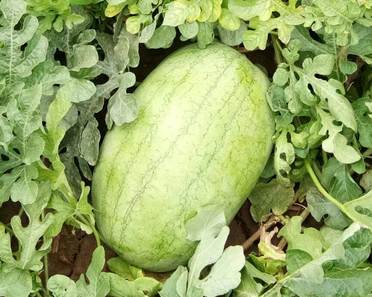 特大新红宝西瓜种孑大果少籽含糖量高四季播巨型懒汉水果西瓜种子