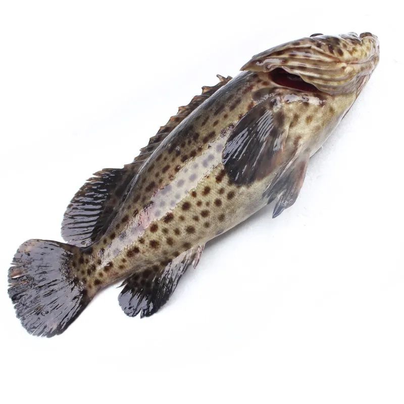 更多参数>>国产/进口:国产原产地:中国大陆海水/淡水:海水类别:石斑鱼