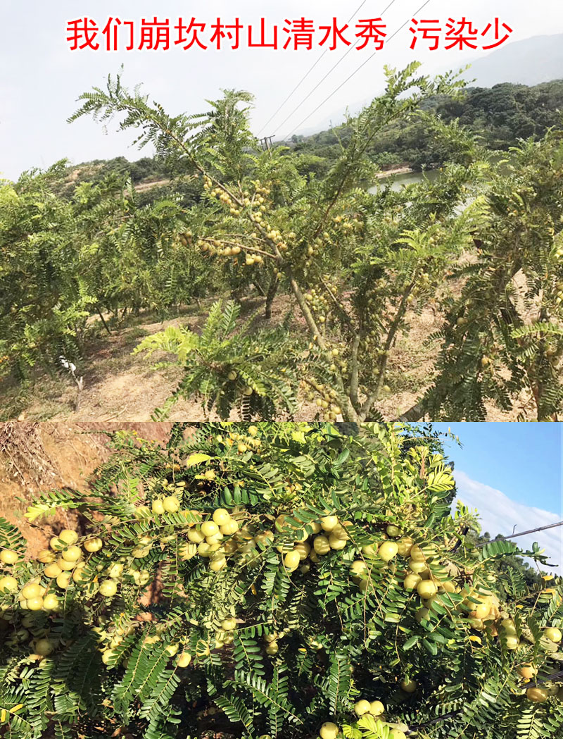 思卓油甘果新鲜现摘现发普宁崩坎甜