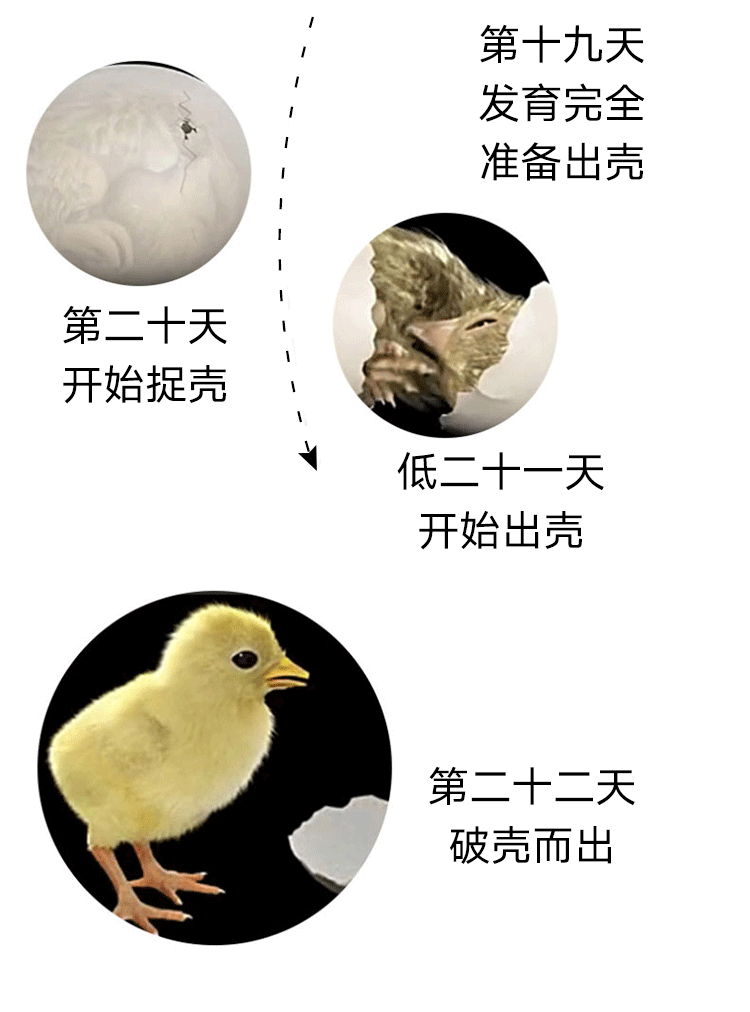 孵化器全自动智能水床孵化机全自动小型家用孵化器鸡鸭鹅鸽子鹌鹑蛋