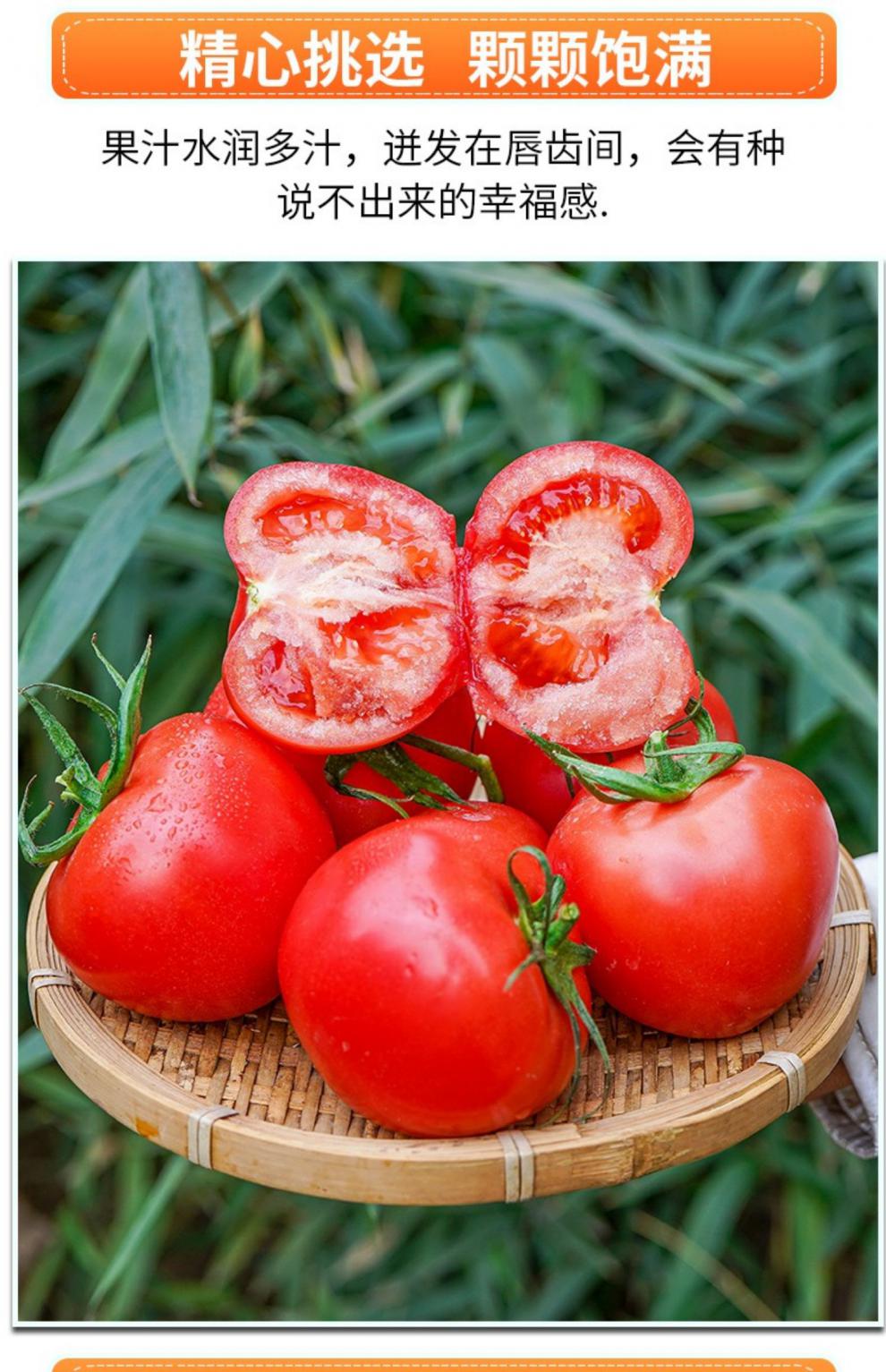 新疆沙瓤西红柿新鲜自然熟普罗旺斯生吃番茄新鲜水果5斤顺丰速运5斤