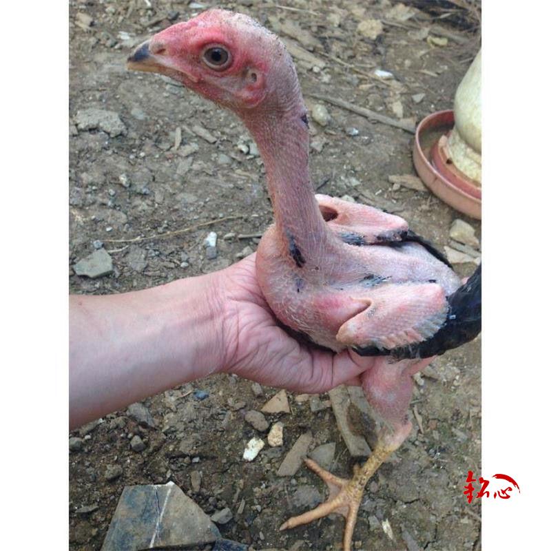 左右越南纯种鬼子斗鸡中原泰国越南活体种蛋两斤左右鬼子斗鸡公一只价