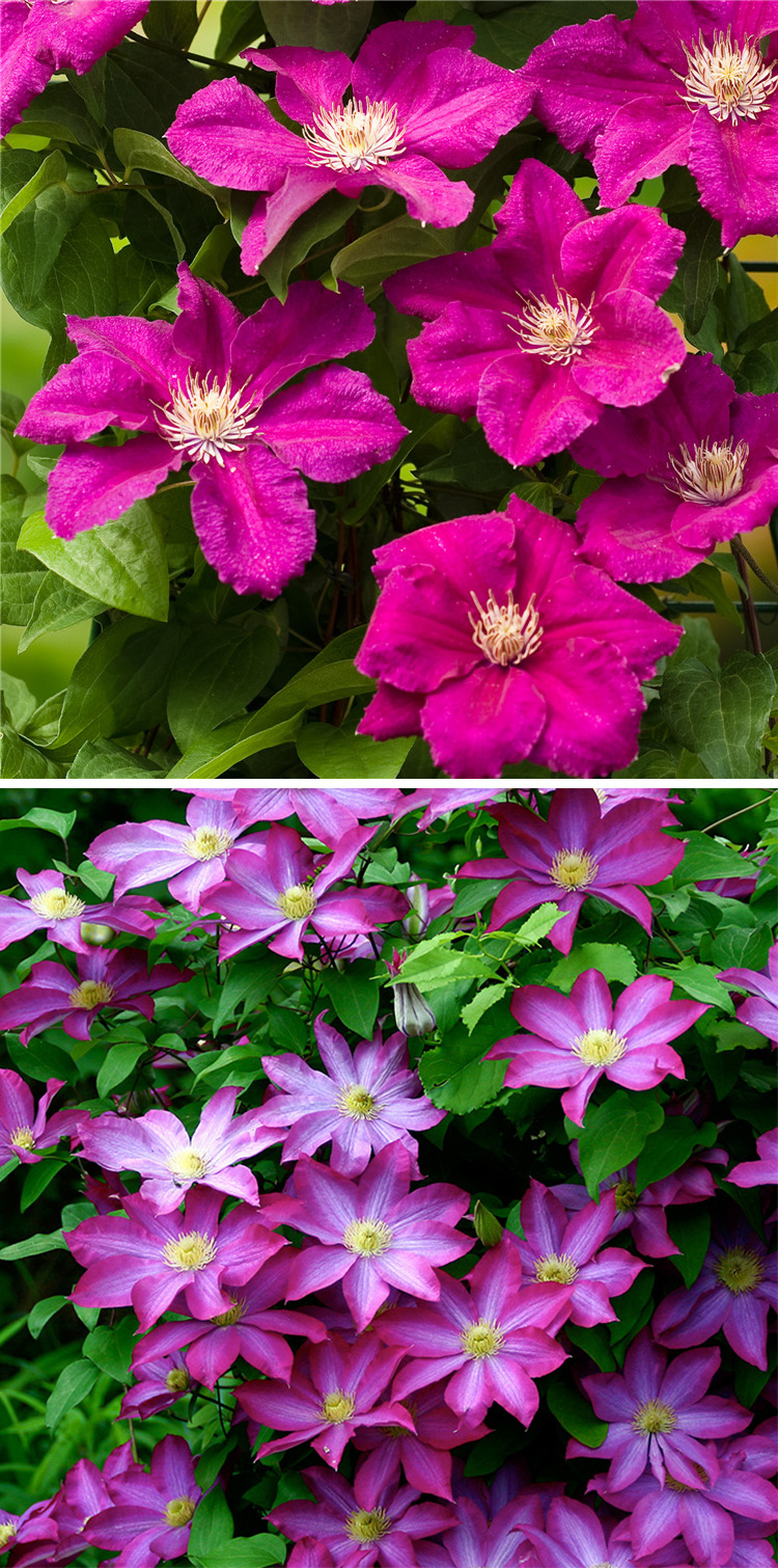 重瓣大花円空铁线莲花苗银币盆栽阳台庭院四季开爬藤攀缘花卉植物灵感