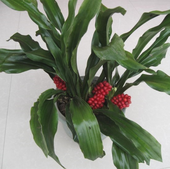 园艺 盆栽花卉四季常青红果万年青庭院耐寒盆栽 银边万年青2颗 不含盆