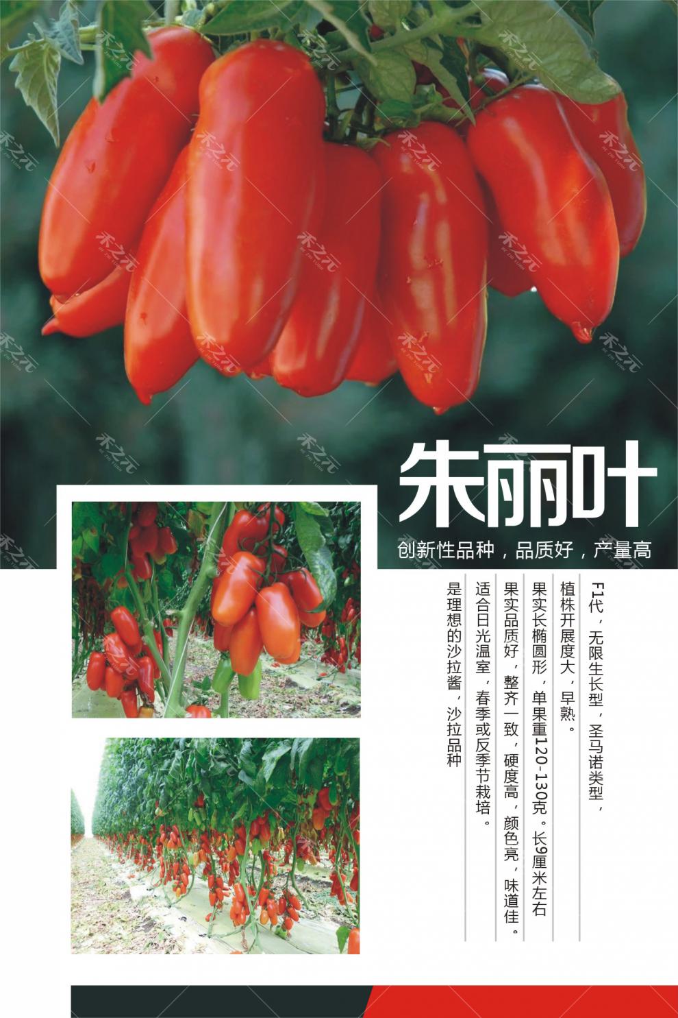 花姬芒果番茄种子水果西红柿种籽早熟四季盆栽蔬菜春季播夏秋冬超甜