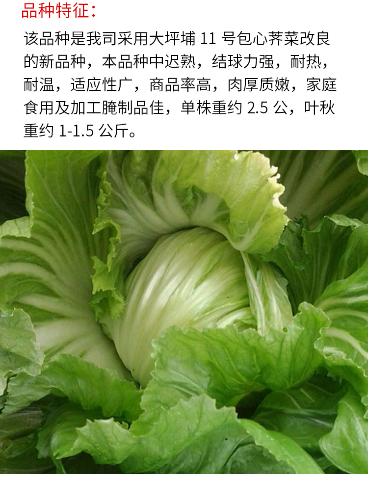 广东大肉包心芥种子芥菜种籽客家芥菜腌制酸菜小青菜农家蔬菜种孑9201