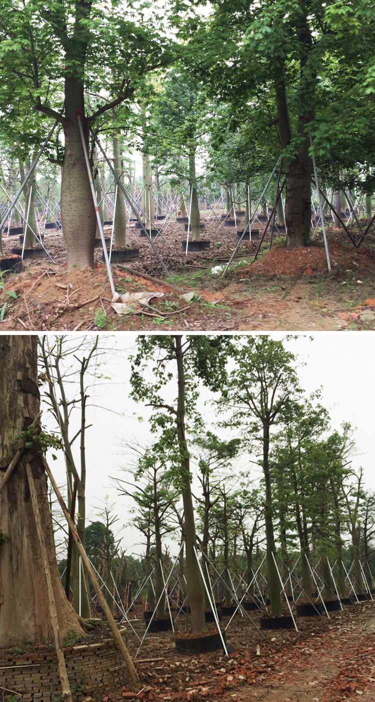 植物控根器种植围栏土围高培土黑色塑料围板果树移植生桩围根器 100颗