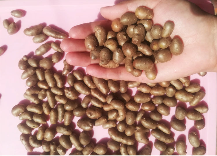 媚调 年现摘铁棍山药豆中大特大号斤山药蛋新鲜 批发种子豆豆子 5斤