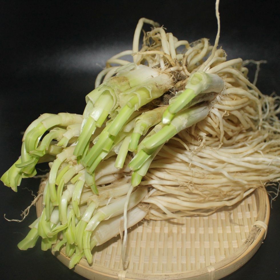 撇菜根 新鲜皮菜苤菜根 云南特产大叶韭菜 须子根 可种植腌制炖汤 2