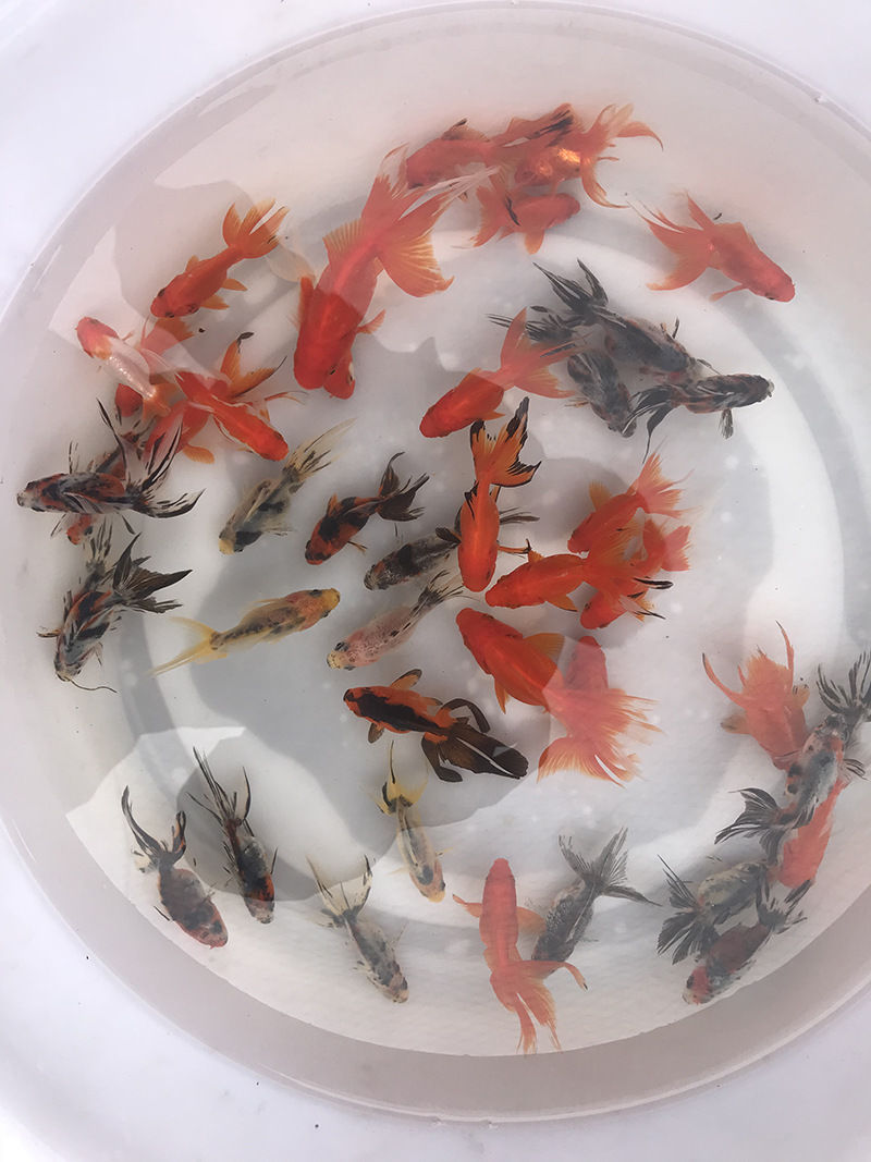 鱼场批发 小金鱼5-6厘米 5条(随机发货)