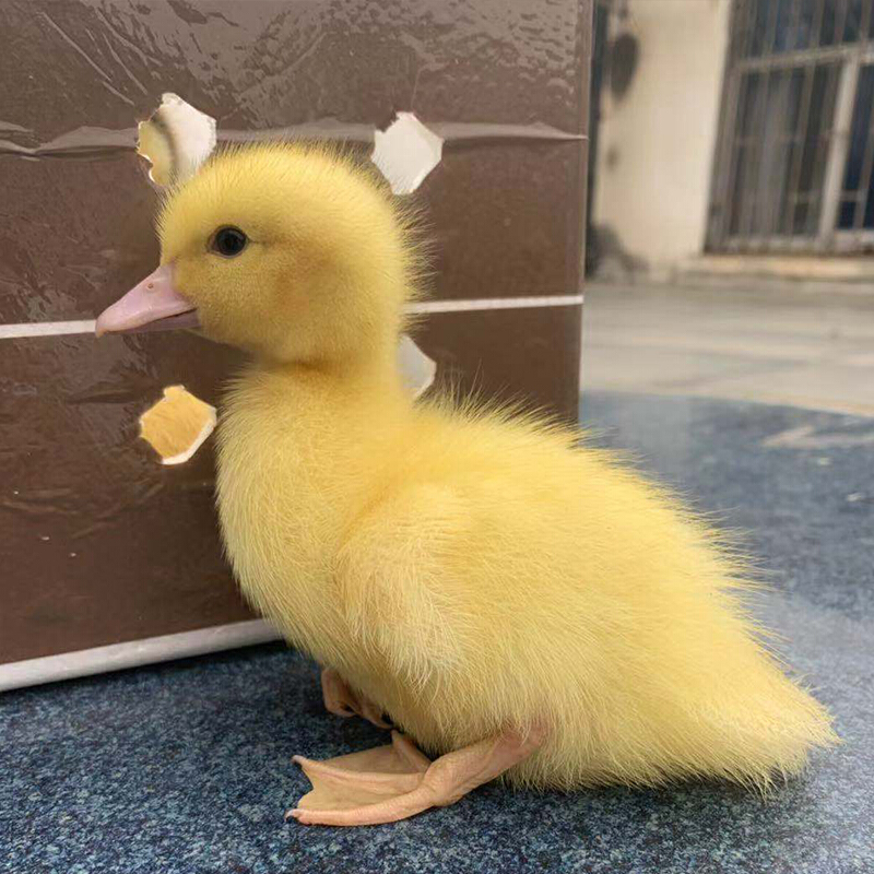 【店铺推荐】网红宠物小黄鸭苗大白鸭儿童宠物鸭子活的小黄鸭活体柯尔
